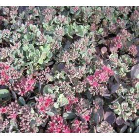 Sedum cauticola ‘Lidakense’