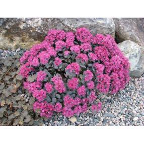 Sedum cauticola ‘Lidakense’