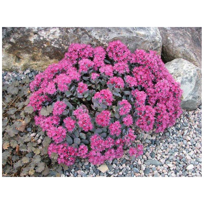 Sedum cauticola ‘Lidakense’