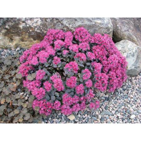 Sedum cauticola ‘Lidakense’