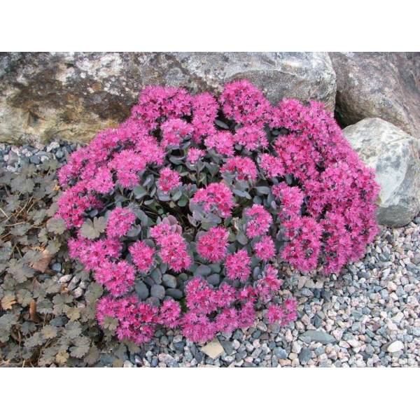 Sedum cauticola ‘Lidakense’ Sedum cauticola ‘Lidakense’