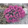 Sedum cauticola ‘Lidakense’