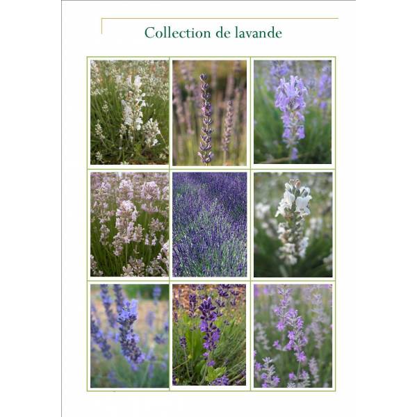 Collection Lavandes angustifolia