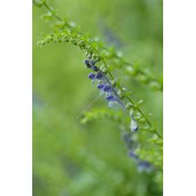 Scutellaria altissima - Scutellaire haute