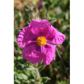 Cistus x crispatus 'Warley Rose'