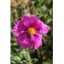 Cistus x crispatus 'Warley Rose'