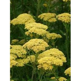 Achillea 'Credo'