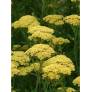 Achillea 'Credo'