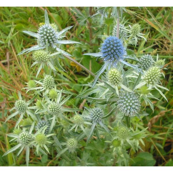 Chardon bleu - Eryngium planum - Panicaut