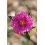 Cistus x crispatus 'Warley Rose'