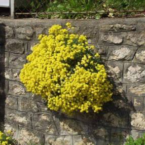 Aurinia saxatile, syn : Alyssum saxatile, Corbeille d'or