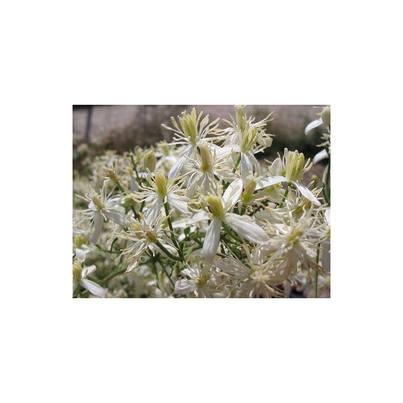 Clematis flammula - Clematite