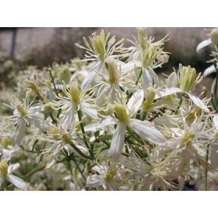 Clematis flammula - Clematite