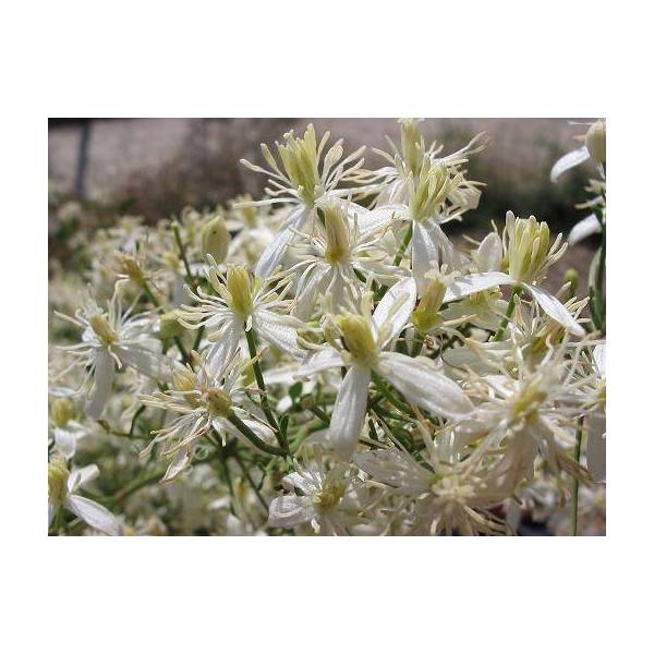 Clematis flammula - Clematite