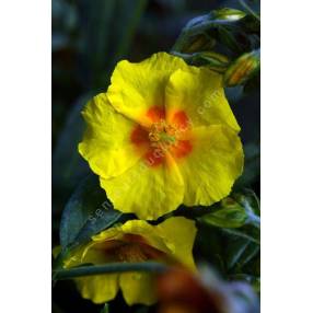 Helianthemum 'Ben Fhada' - Hélianthème