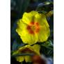 Helianthemum 'Ben Fhada' - Hélianthème