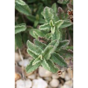 Cistus x crispatus 'Warley Rose'