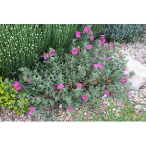 Cistus x crispatus 'Warley Rose'