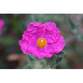 Cistus x crispatus 'Warley Rose'