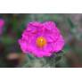 Cistus x crispatus 'Warley Rose'