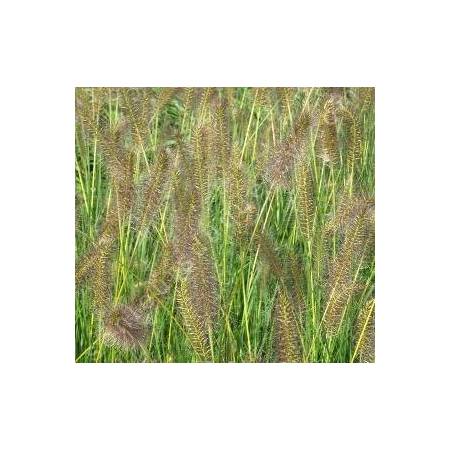 Pennisetum alopecuroides 'Goldstrich' - Herbe aux écouvillons