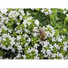 Thymus serpyllum var. albus, Serpolet à floraison blanche