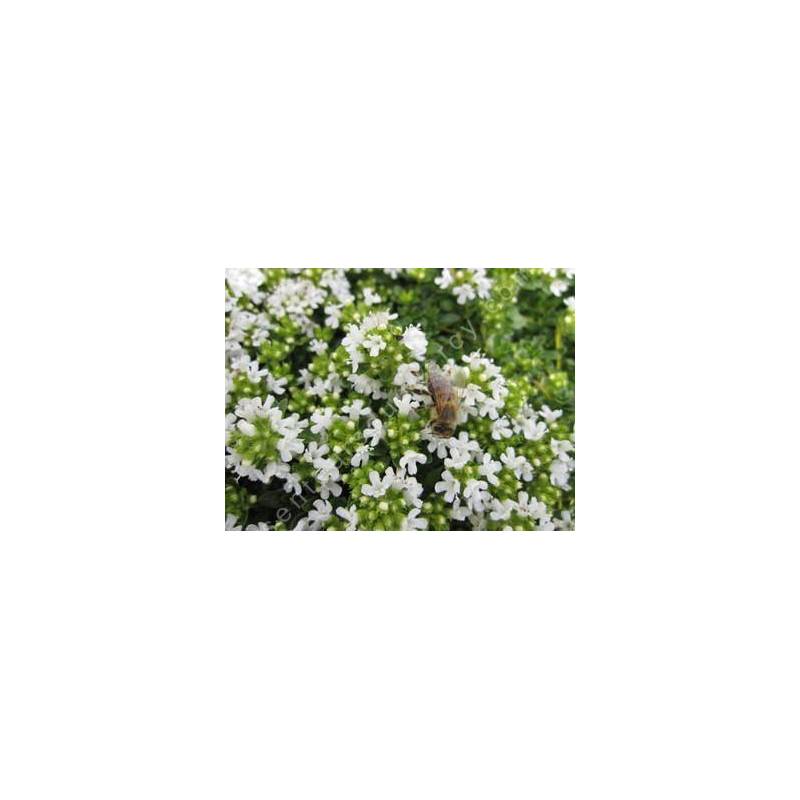 Thymus serpyllum var. albus, Serpolet à floraison blanche