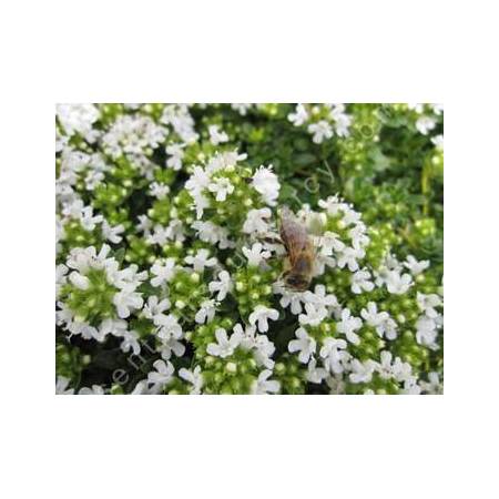 Thymus serpyllum var. albus, Serpolet à floraison blanche