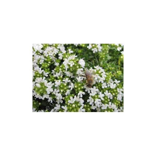 Thymus serpyllum var. albus, Serpolet à floraison blanche