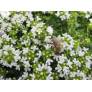 Thymus serpyllum var. albus, Serpolet à floraison blanche