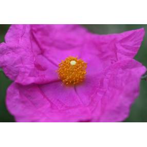 Cistus x crispatus 'Warley Rose'