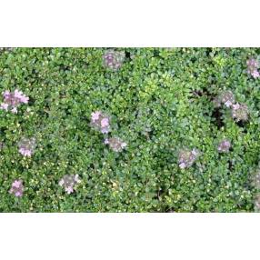Thymus 'Rasta'