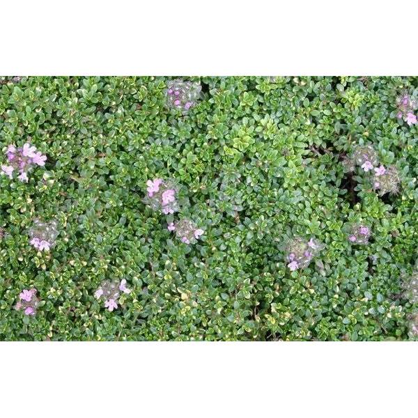 Thym Rampantes Thymus 'Rasta' - thyms rampant pour jardin sec