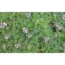 Thymus 'Rasta'