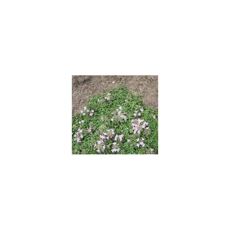 Thymus 'Rasta'