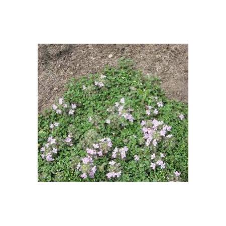 Thymus 'Rasta'