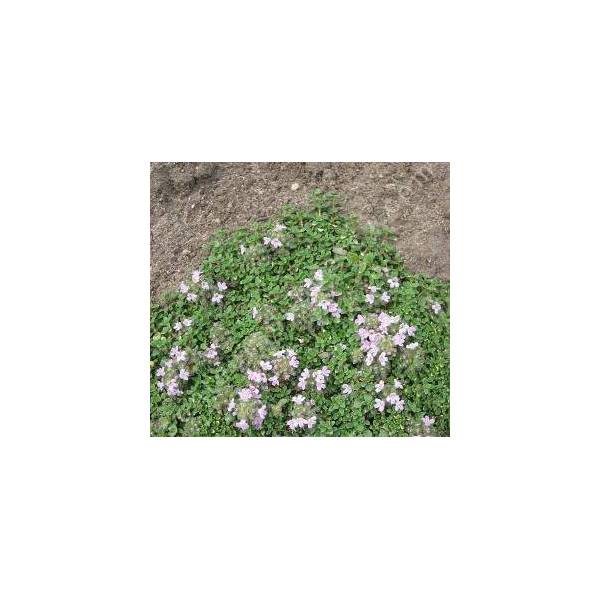 Thymus 'Rasta' Thymus 'Rasta'