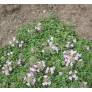Thymus 'Rasta'