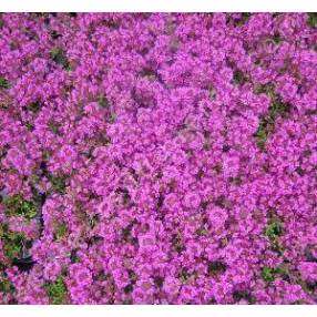 Thymus 'Purple Beauty' (Coccineus Group)