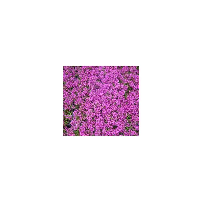 Thymus 'Purple Beauty' (Coccineus Group)