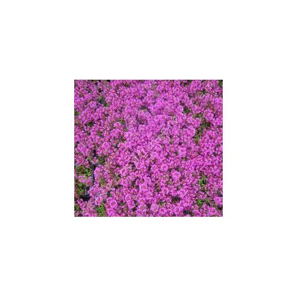 Thymus 'Purple Beauty' (Coccineus Group)