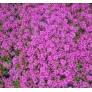 Thymus 'Purple Beauty' (Coccineus Group)