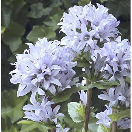 Campanula glomerata 'Emerald', Campanule glomérée