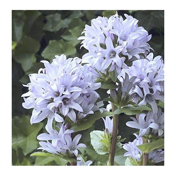 Campanule à fleur glomérée bleue - Campanula glomerata 'Emerald'