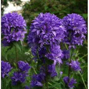 Campanule glomérée violette foncé - Campanula glomerata 'Joan Elliott'