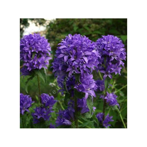 Campanule glomérée violette foncé - Campanula glomerata 'Joan Elliott'