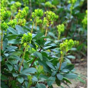 Euphorbia amygdaloides var. robbiae - Euphorbe des bois