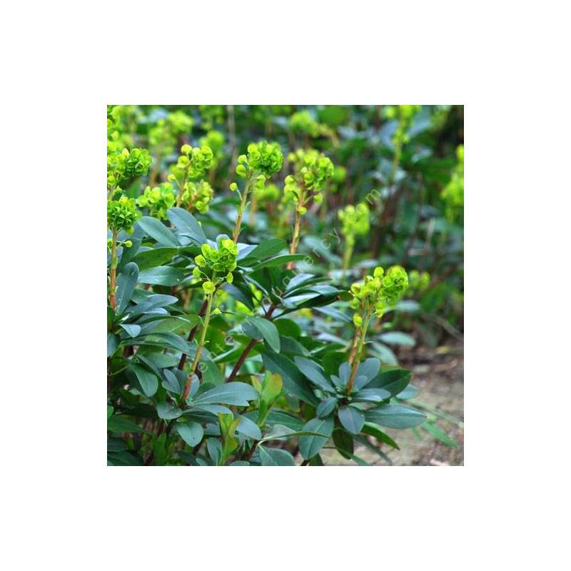 Euphorbia amygdaloides var. robbiae - Euphorbe des bois