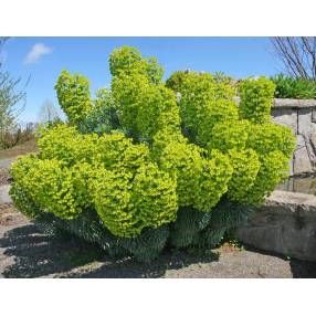 Euphorbia characias subps. wulfenii