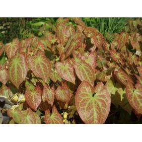 Epimedium x versicolor 'Sulphureum', Fleur des Elfes